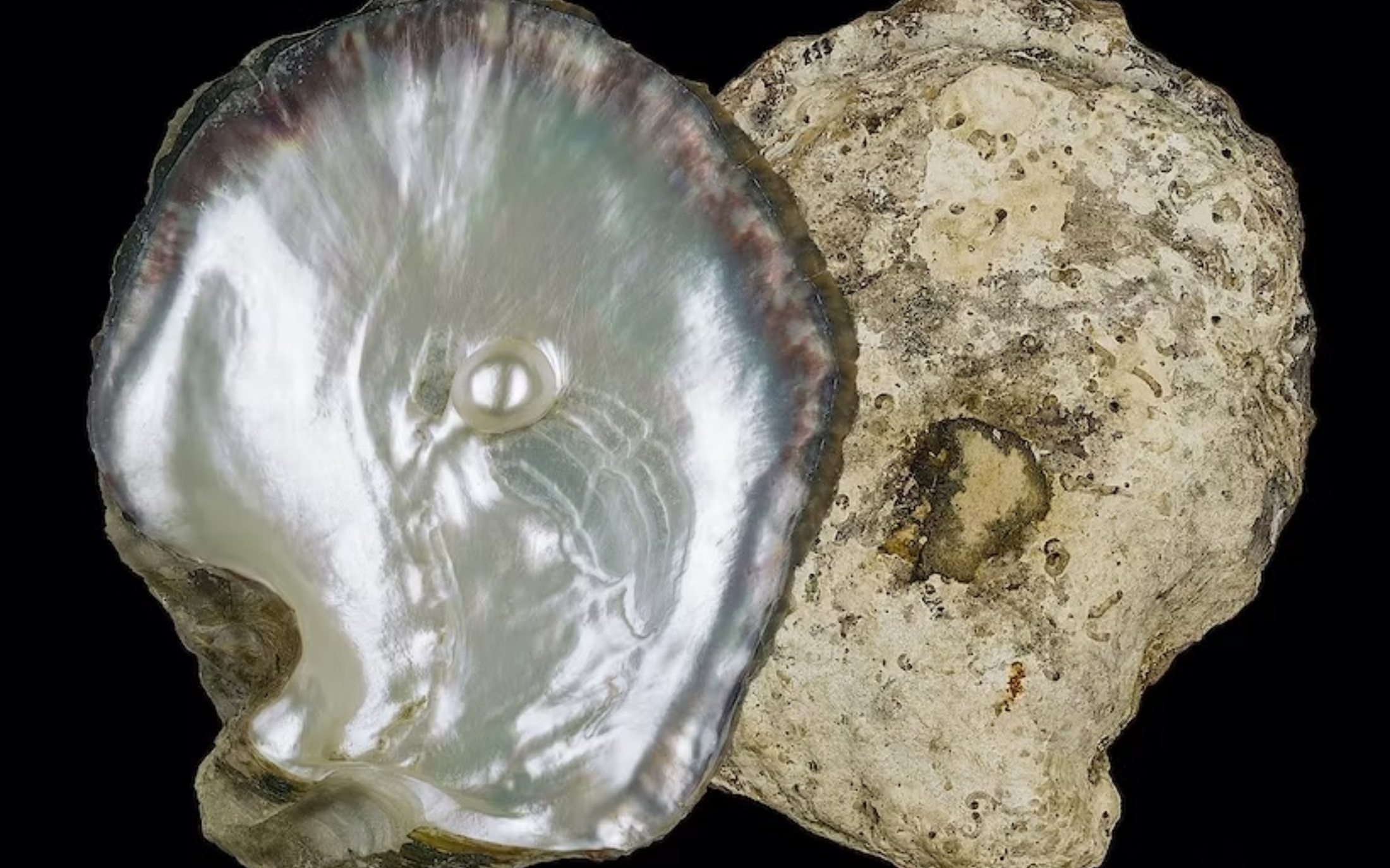 Nguồn gốc sống của xà cừ (Nacre)